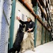 U.S. Customs and Border Protection Patrol K-9 Agents conduct narcotics detection training hosted by Maritime Expeditionary Security Group (MESG) 1 Training Evaluation Unit.