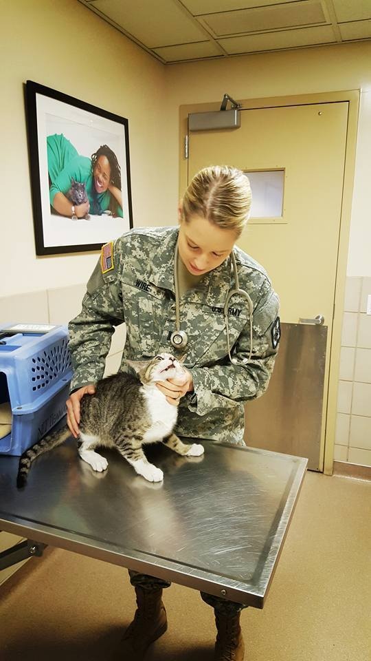 Maj. Stephanie Wire Examines a Shelter Cat Prior to Surgery in Community Partnership with Paws Chicago