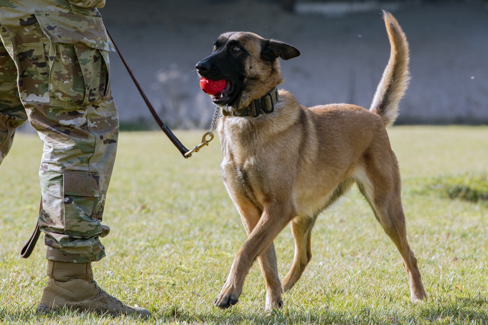 Military Working Dog (MWD) trained in the Vicinity of Gunfire