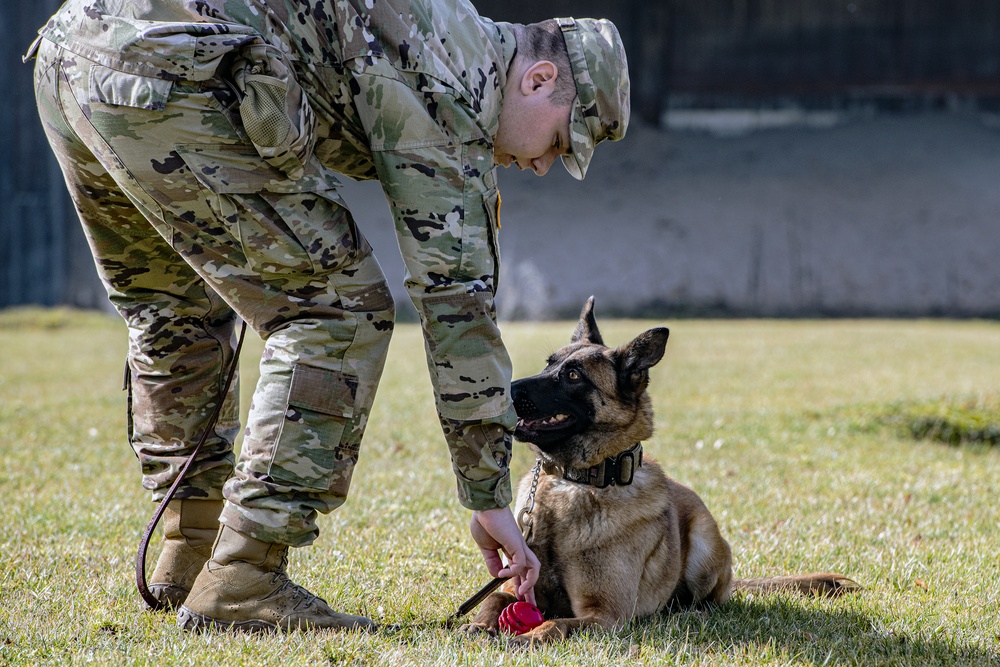 Military Working Dog (MWD) trained in the Vicinity of Gunfire