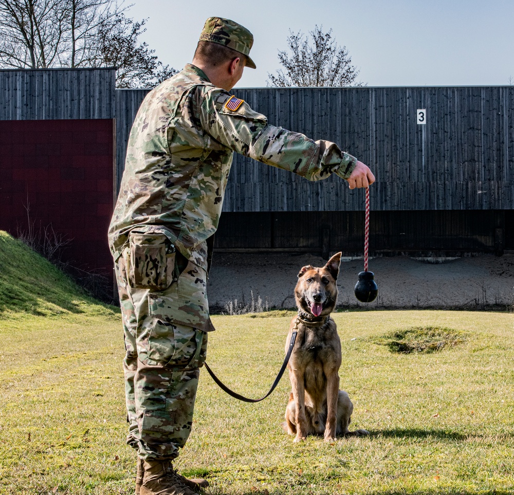 Military Working Dog (MWD) trained in the Vicinity of Gunfire