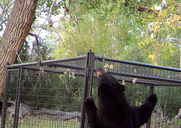 Beekeeping at Trinidad Lake and Dam