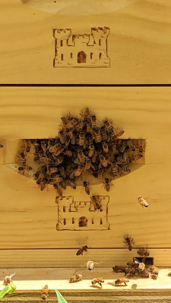 Beekeeping at Trinidad Lake and Dam