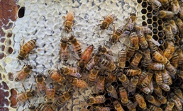 Beekeeping at Trinidad Lake and Dam