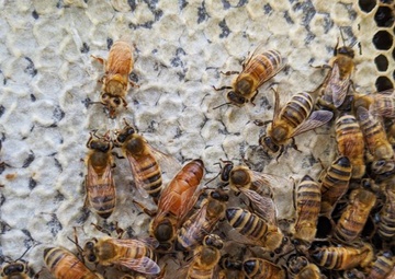 Beekeeping at Trinidad Lake and Dam