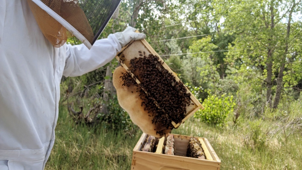 Beekeeping at Trinidad Lake and Dam