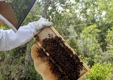 Beekeeping at Trinidad Lake and Dam