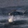 HSC-3 Search and Rescue (SAR) Training A military helicopter, appearing to be a U.S. Navy MH-60 Seahawk, is hovering low over open ocean water. The helicopter is engaged in what appears to be a dipping sonar or water-related operation, with a visible cable or sonar device entering the water and creating a white water disturbance below. The rotor wash is creating circular wave patterns on the water surface.