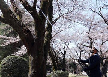 Camp Zama crew cares for cherry blossom trees, much more