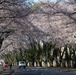 Yokota in Full Bloom