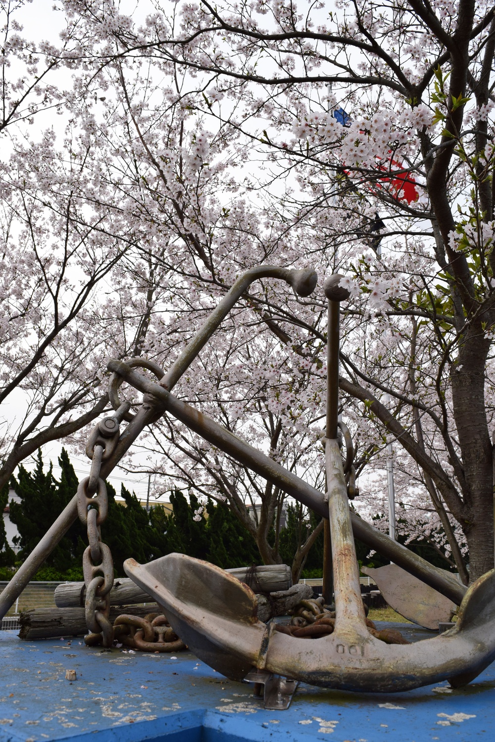 Spring blooms onboard CFAY