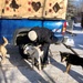 Public Health Command Europe veterinarians support the Iditarod
