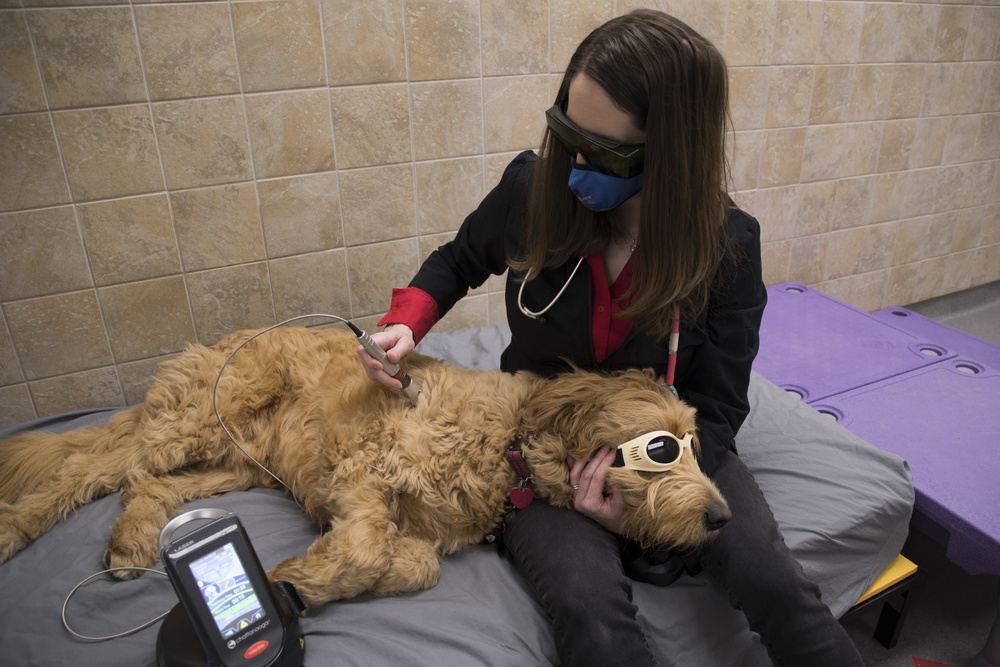 Whiteman Air Force Base Veterinary Clinic offers rehabilitation treatments for pets