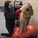 Whiteman Air Force Base Veterinary Clinic offers rehabilitation treatments for pets
