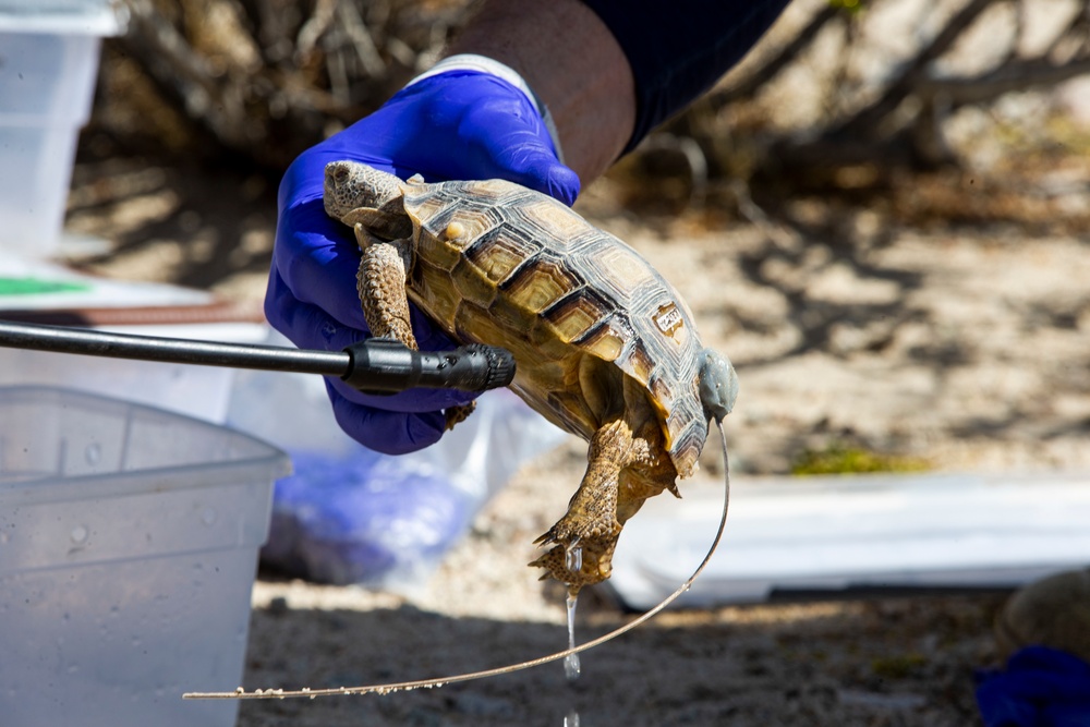 DVIDS - Images - Releasing Desert Tortoise into the Wild [Image 3 of 5]