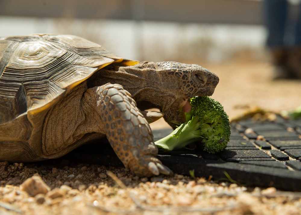 Dvids Images Headstart Program Releases Desert Tortoise Juveniles