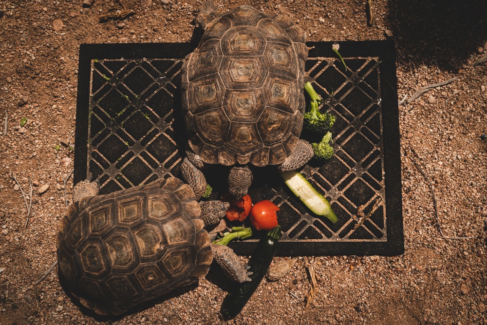 Head Start Program releases Desert Tortoise juveniles into the Wilderness
