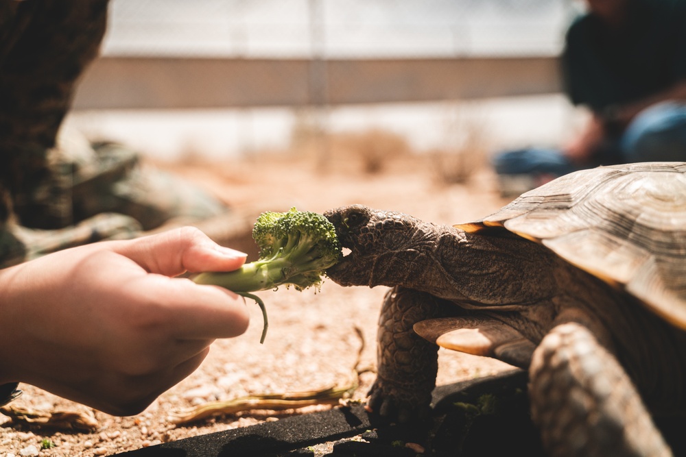 Head Start Program releases Desert Tortoise juveniles into the Wilderness