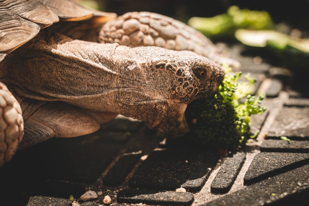 Head Start Program releases Desert Tortoise juveniles into the Wilderness