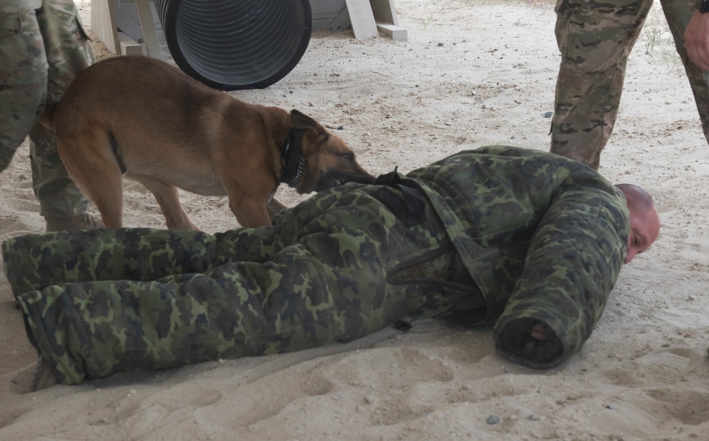 Col. David Burger, the G-3 for Task Force Spartan, takes part in K-9 capabilities demonstration