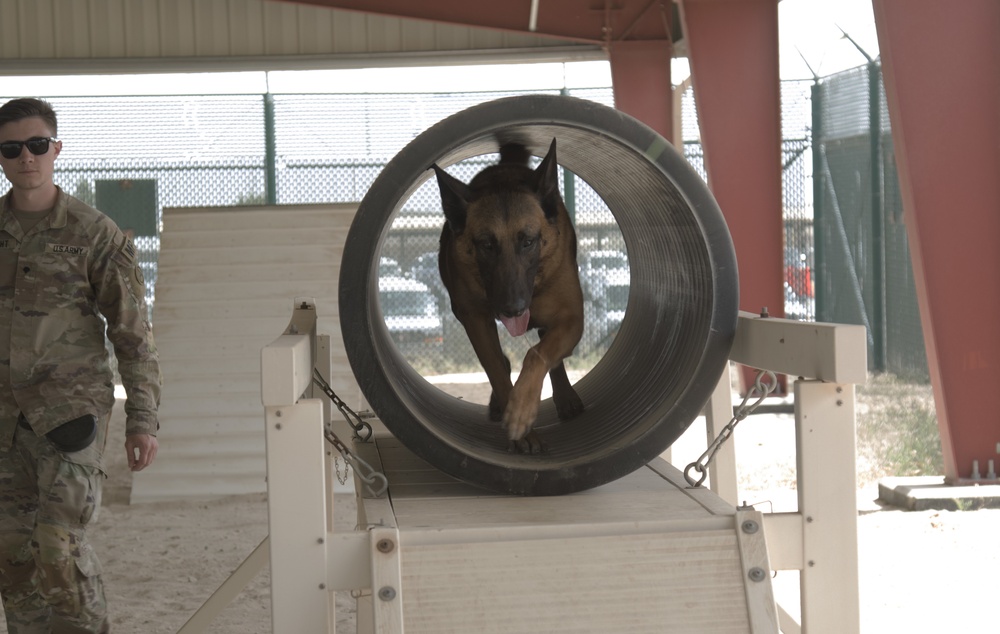 Area Support Group - Kuwait K-9 unit holds working dog capabilities demonstration