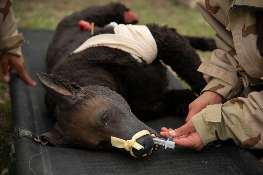 Animal Care Specialist Training