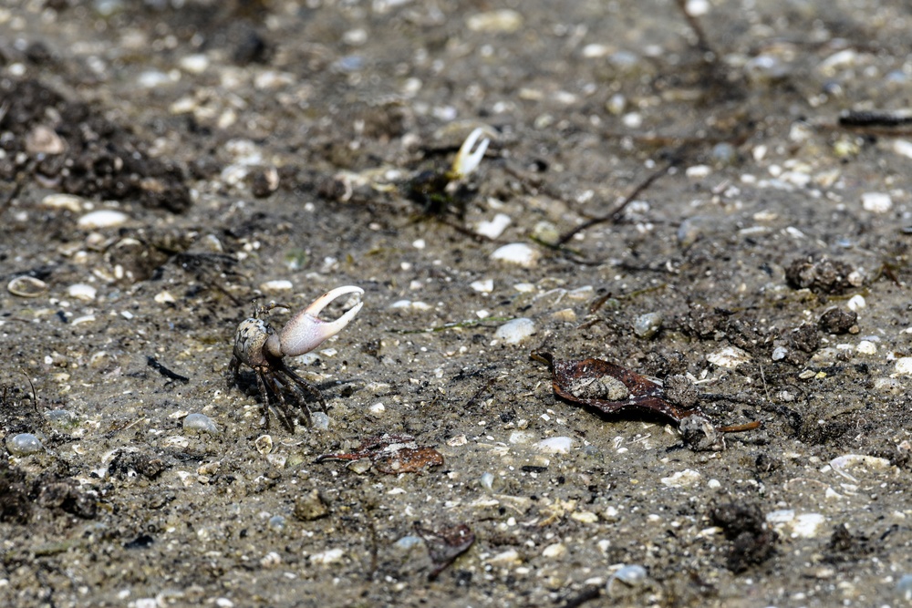 Ding Darling's Wildlife