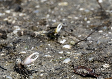 Ding Darling's Wildlife
