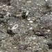 Ding Darling's Wildlife
