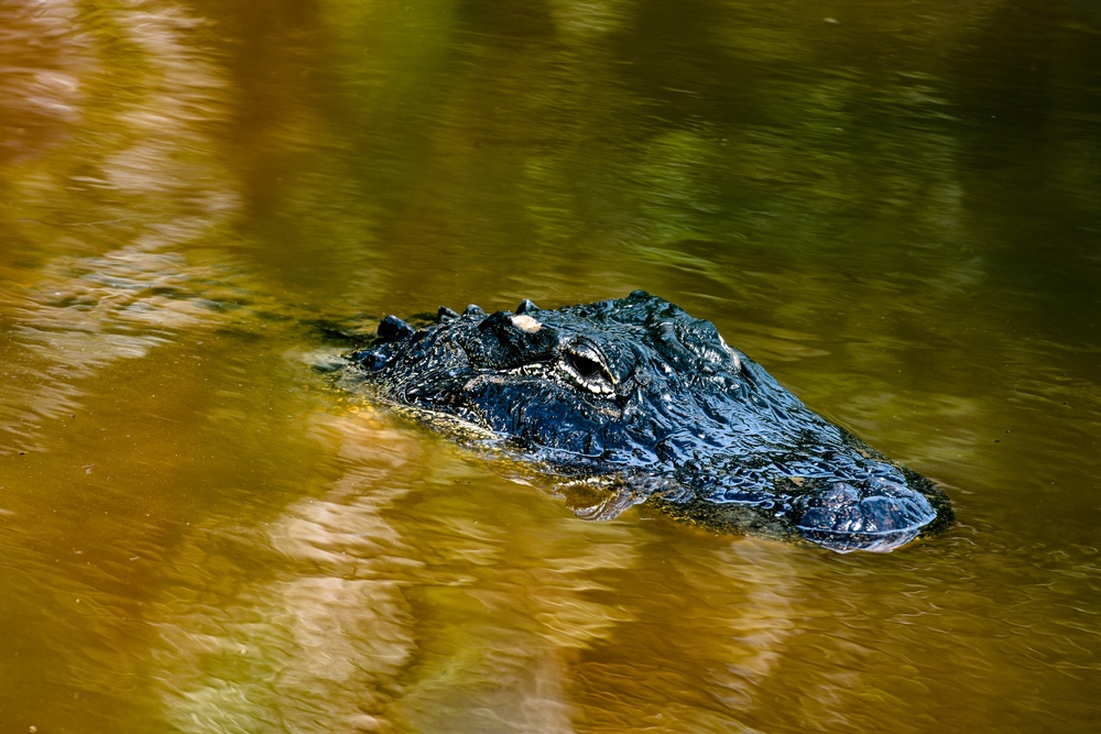 Ding Darling's Wildlife