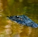 Ding Darling's Wildlife