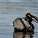 Ding Darling's Wildlife