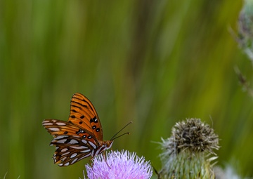 Ding Darling's Wildlife