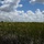 Central Everglades Planning Project Contract 1