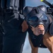 Coast Guard conducts canine hoist training