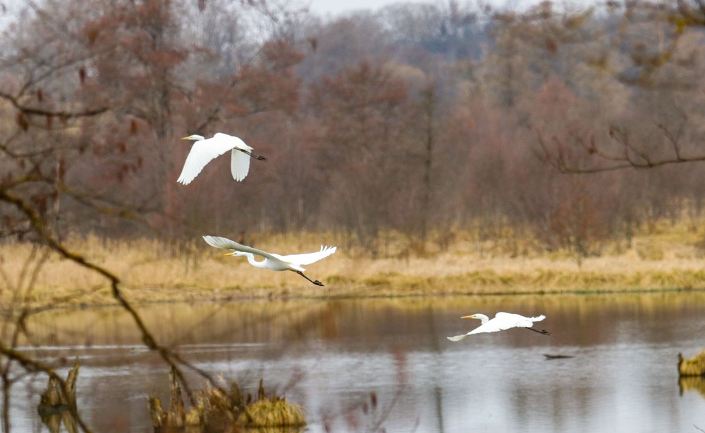 egrets flying