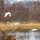 egrets flying