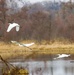 egrets flying
