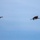 cranes