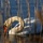 swan with bill in water
