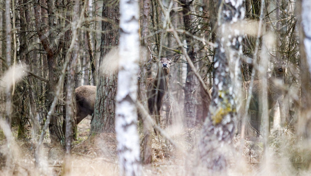 deer hiding in the woodline