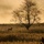 buck by tree