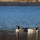 Canadian geese