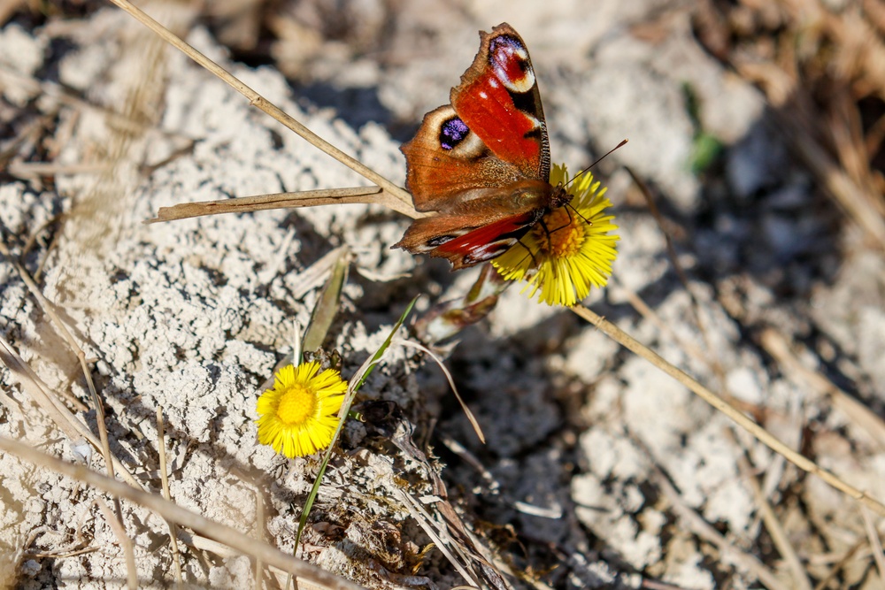 butterfly on flower