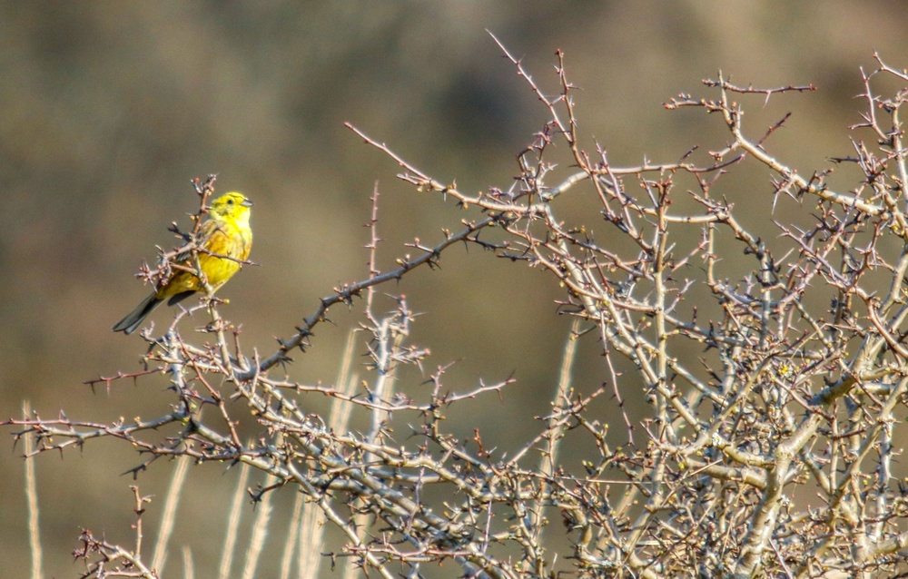 yellowhammer