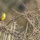 yellowhammer