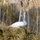 swan