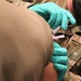 Georgia Air National Guard vaccinates 3rd Infantry Division Soldiers