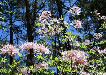 Take walk, discover wildflowers on Marion Bonner Trail