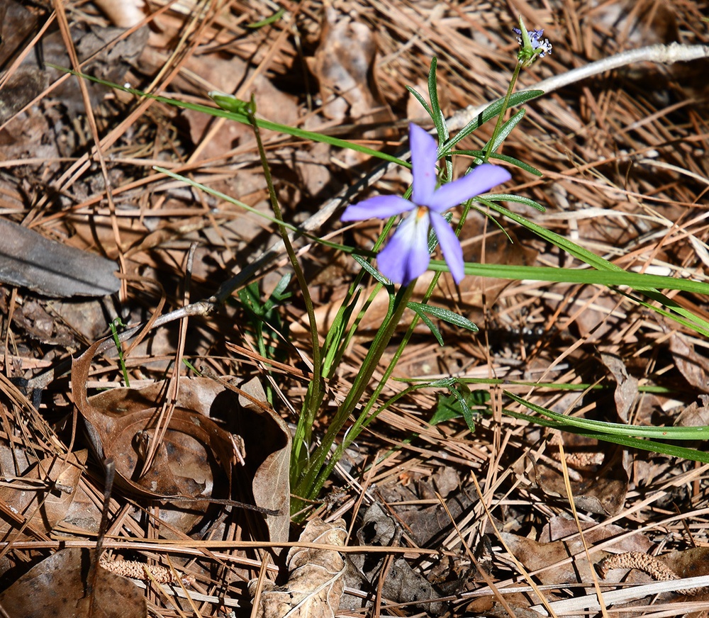 Take walk, discover wildflowers on Marion Bonner Trail